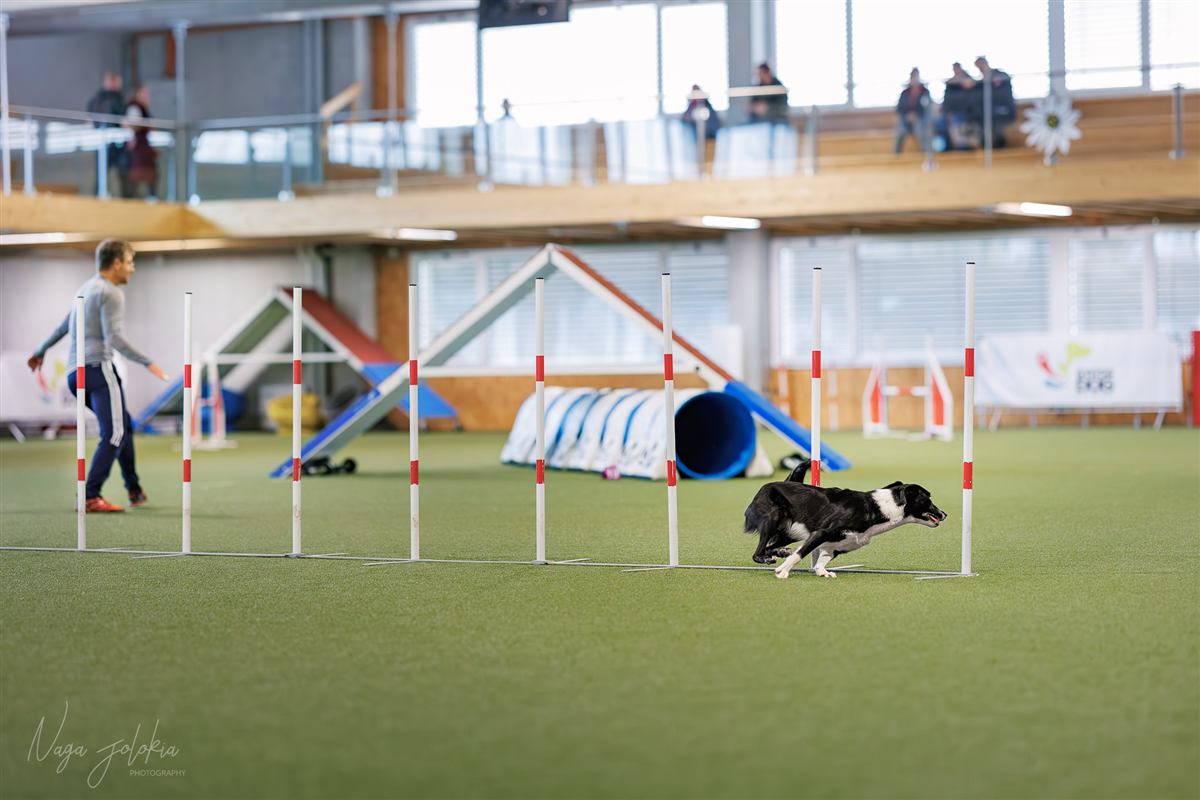Chien en Running Contact sur la passerelle