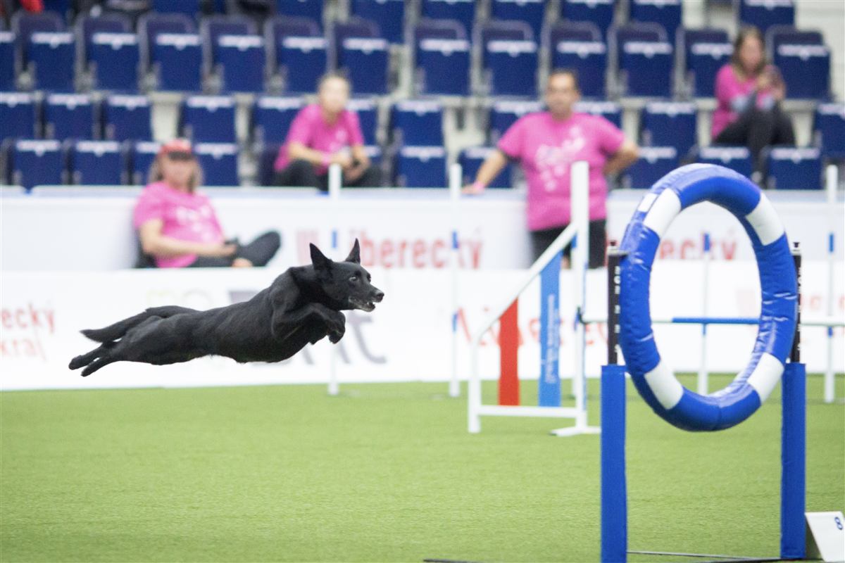 Chien en plein saut sur un parcours d'Agility
