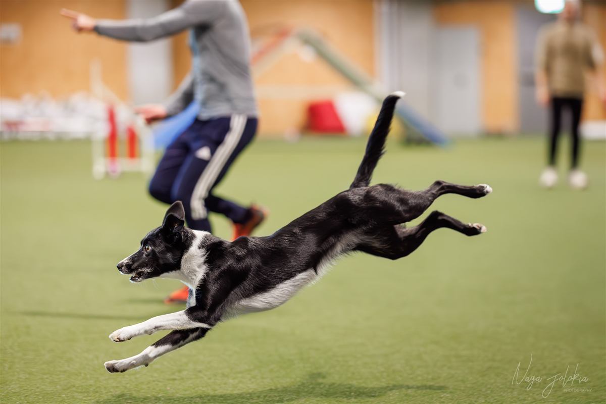 Chien en plein virage aérien